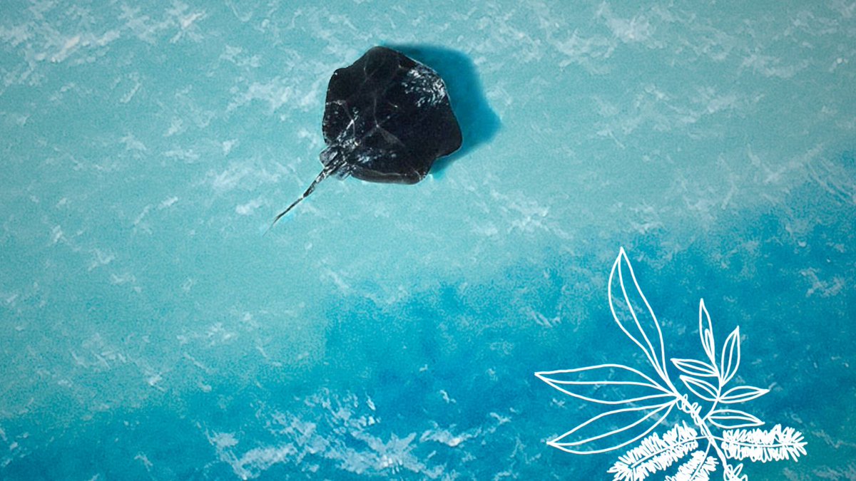 Becca De Souza reflects on the hope and blessing of Jesus' birth in bringing healing, freedom and rejoicing to our common home, in our fifteenth #Advent23 devotional.
👇
commongrace.org.au/advent_common_…