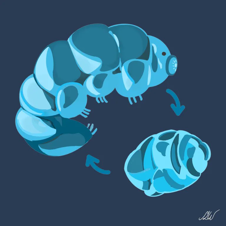 National Space Centre (@spacecentre) on Twitter photo It's time to talk Tardigrades. They've been proven to survive exposure to space conditions for 10 days! In comparison, humans could only survive for about two mins without protection.
<a href="/ScarlettLiW/">Scarlett Li-Williams</a> takes a closer look at these ultimate survivors: spacecentre.co.uk/news/space-now… It's time to talk Tardigrades. They've been proven to survive exposure to space conditions for 10 days! In comparison, humans could only survive for about two mins without protection.
<a href="/ScarlettLiW/">Scarlett Li-Williams</a> takes a closer look at these ultimate survivors: spacecentre.co.uk/news/space-now…