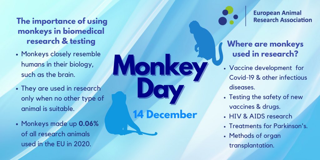 🐒 Today is #MonkeyDay!

🔬 Monkeys (or non-human primates, #NHPs) make up a very small proportion of the species used in #AnimalResearch, but are indispensable for certain studies into eg. the #brain & #VaccineDevelopment.