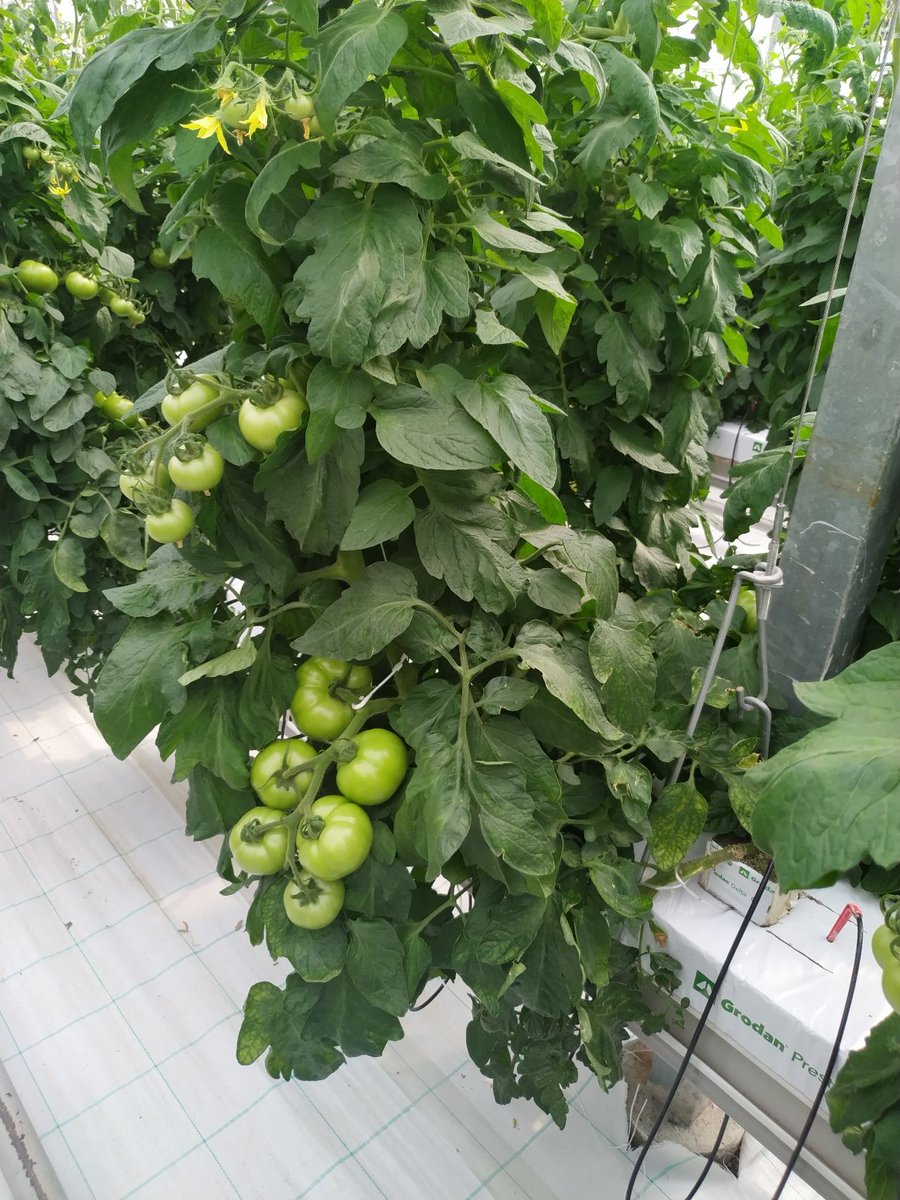 HydroponicsGr's tweet photo. End of 2023
Great work by Green Avra in their hydroponic tomato crop
@Grodan @IQcrops https://t.co/vgK2m44p82