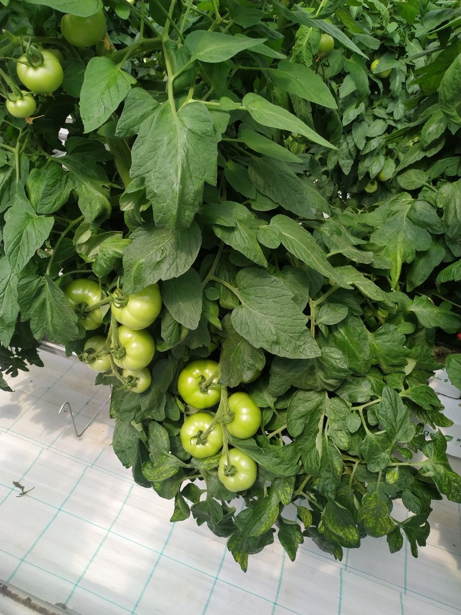 HydroponicsGr's tweet photo. End of 2023
Great work by Green Avra in their hydroponic tomato crop
@Grodan @IQcrops https://t.co/vgK2m44p82