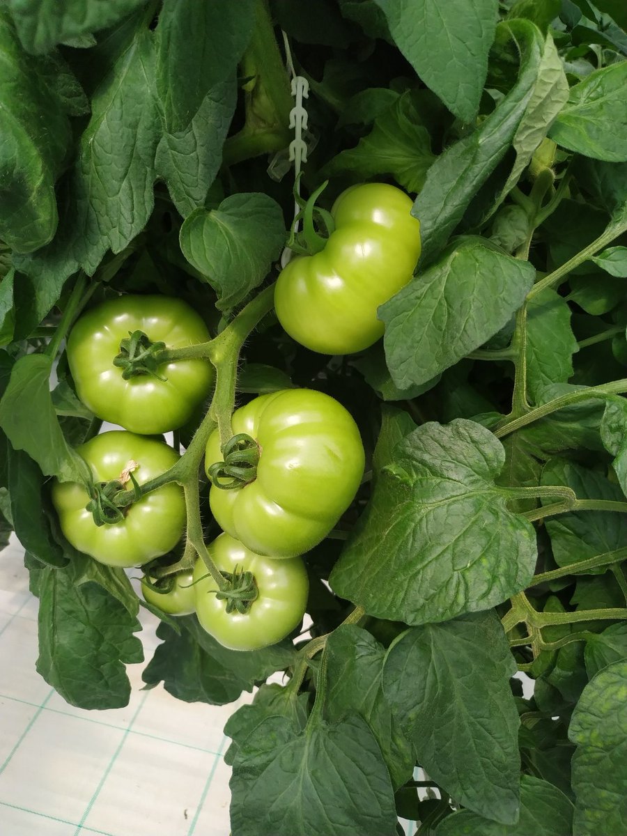 HydroponicsGr's tweet photo. End of 2023
Great work by Green Avra in their hydroponic tomato crop
@Grodan @IQcrops https://t.co/vgK2m44p82