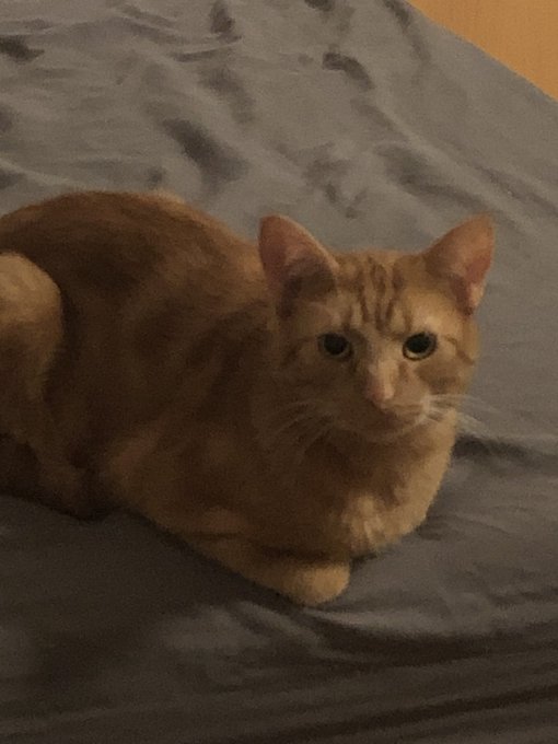 Good Morning my Cuties ~❤️  And there is one of my two cute cats ~~❤️ &middot; &middot; &middot; &middot; &middot; &middot; #cat #rl #cute #cuddle<a href="/tag/cute"class="tags"><span>#cute</span></a><a href="/tag/cat"class="tags"><span>#cat</span></a><a href="/tag/rl"class="tags"><span>#rl</span></a><a href="/tag/reallife"class="tags"><span>#reallife</span></a><a href="/tag/cuddle"class="tags"><span>#cuddle</span></a><a href="/tag/redcat"class="tags"><span>#redcat</span></a><a href="/tag/vtu"class="tags"><span>#vtu</span></a>