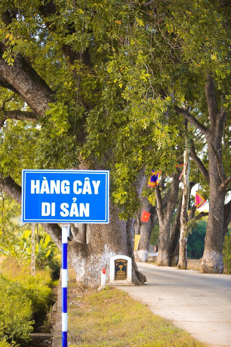 LongLe1092's tweet photo. Hàng cây xà cừ trăm tuổi, đường vào Khu Quần thể di tích lịch sử Quốc gia Am Tiên, là nơi Bà Triệu dấy binh khởi nghĩa, và còn là một trong ba huyệt đạo linh thiêng bậc nhất Việt Nam

#Vietnam https://t.co/1HYjDnYUro