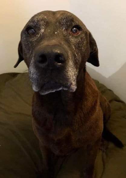 I got my dog when I was just 19 years old and a single mother of 1. I kept my dog. I kept my dog even though I moved into an apartment and had to pay a $500 pet fee. I kept my dog when my boyfriend and I broke up and he kept the apartment even though my new place didn't allow