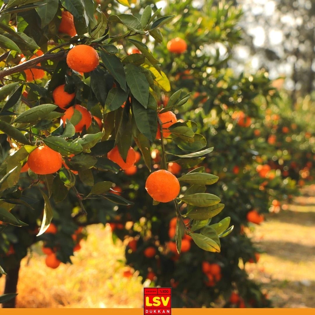 Türkiye’de kış mevsiminde bizleri hastalıklara hatta kansere karşı koruyan en güçlü, belki de tek meyve
“LÖSEV Doğal Satsuması”dır🍊🍊🍊
#SenDeKansereDurDe
@lsvdukkan @losev1998