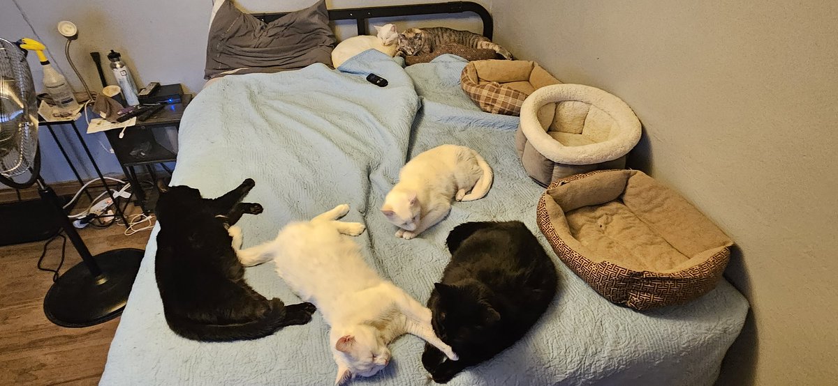 EdFatherOfCats's tweet photo. @sassy__dany @MeganWillison7 @Betty_Boo_Kat Welcome to Twitter! 
We followed you! https://t.co/ILuhqG4VSH