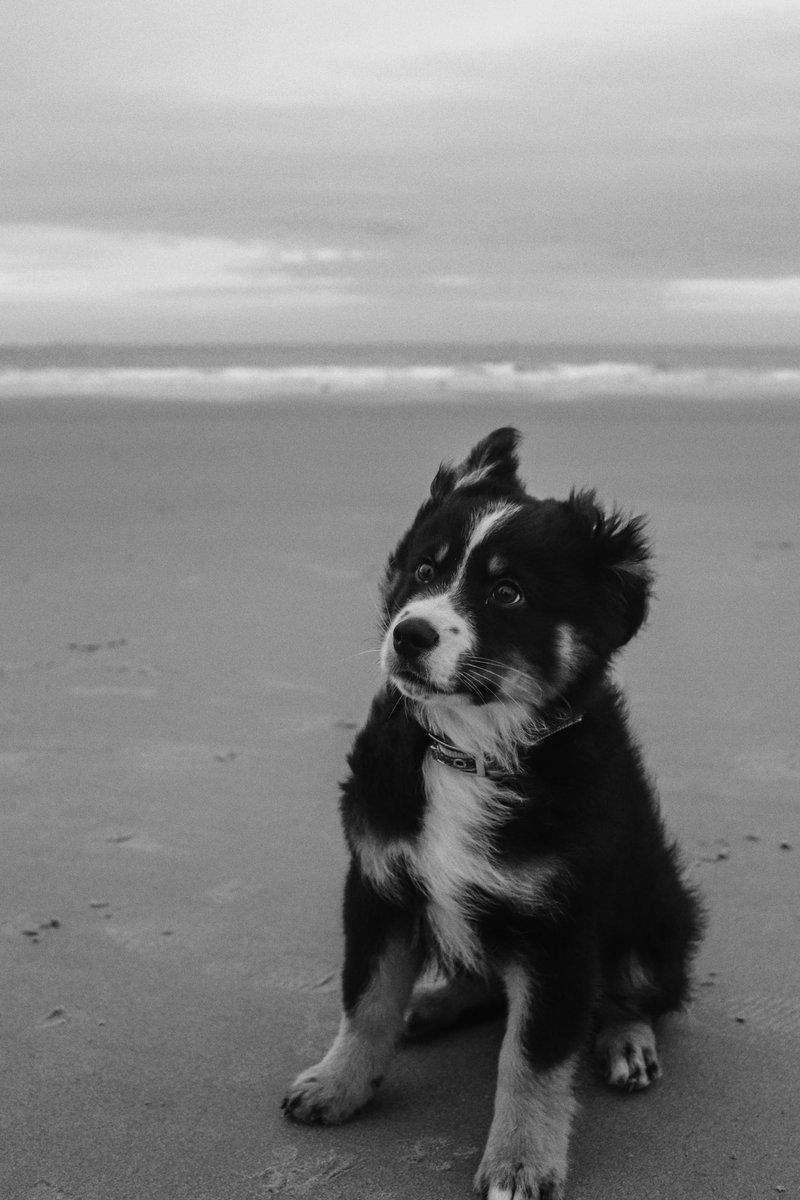 hecasteria's tweet photo. Je crois que j’adore les chiens et les couchers de soleil..🧡 https://t.co/3g82UI7Fp0