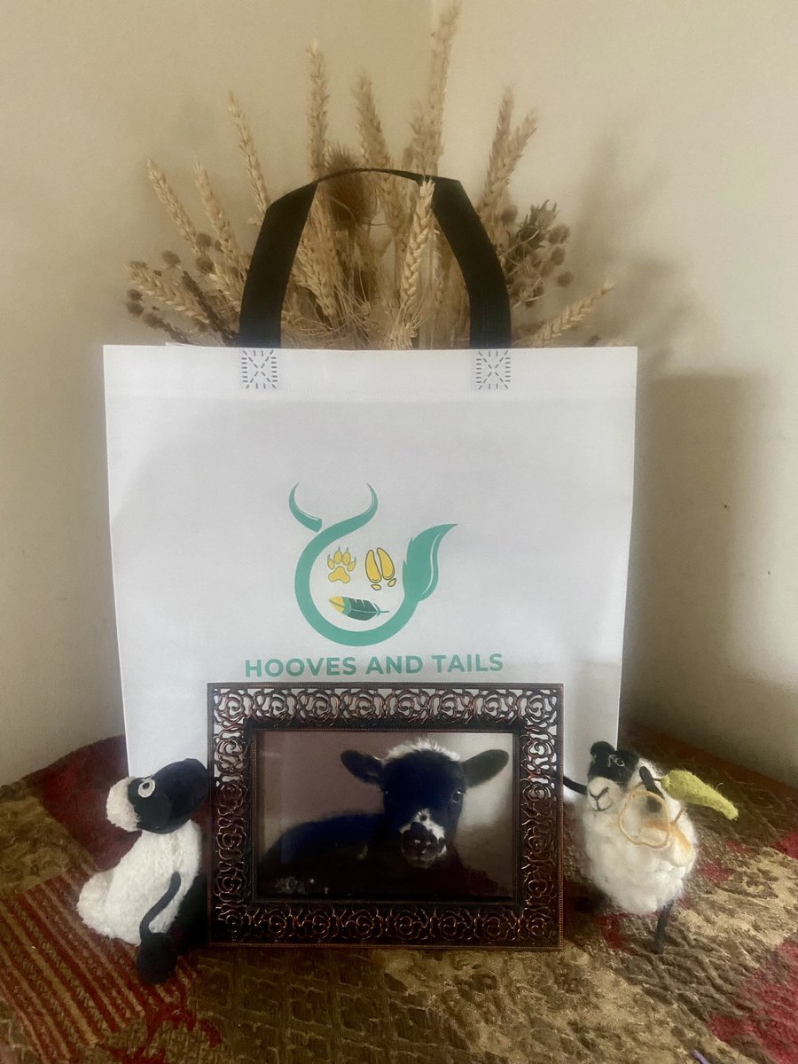 HoovesTails's tweet photo. Hooves and Tails sanctuary bags 🛍️ are now available for just £5! 

Help care for our sheep and goats while being eco-friendly. Each bag sale covers a bale of hay, feeding half our flock for a day 🐑🐐🌱

Purchase here: https://t.co/mNeOiesO8V 

#donate #hoovesandtails #sanctuary https://t.co/3w5XeixEjm