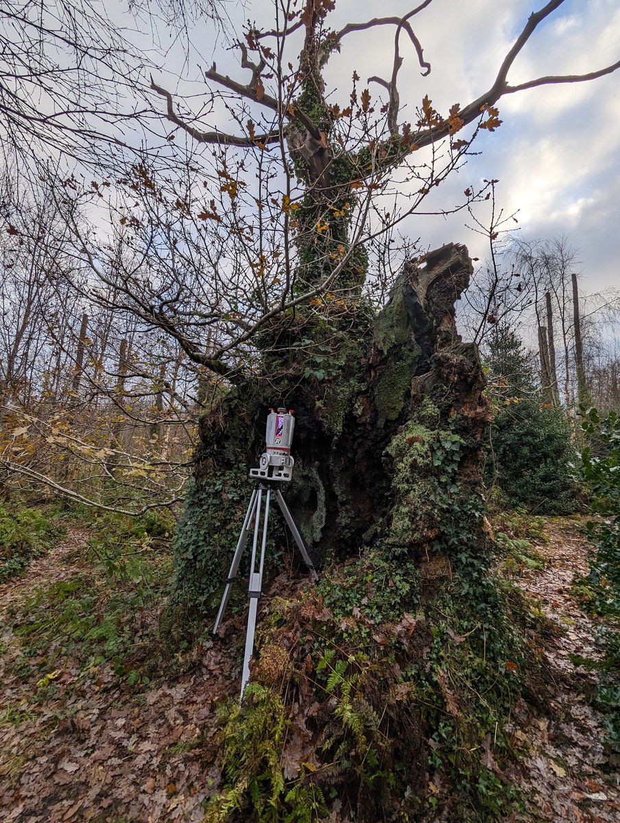 Scanning the @nidirect #BelvoirOak this morning as a side trip to @BritishEcolSoc. This tree completes 4 nations of our @WoodlandTrust funded #SCATTER project.