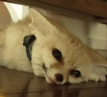 fennecfoxdavid tweet picture