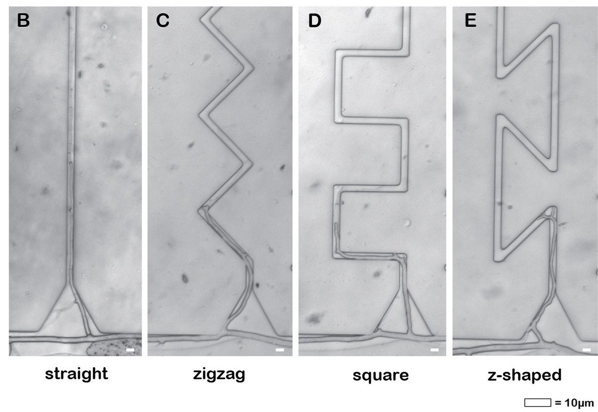 How do mycorrhizal fungi navigate through microchips? Exciting work showing hyphal navigation strategies through 'tortuous' passages. Proud to be part of this pioneering work led by @KAleklett @EdithCHammer w/ @arellanocarlosg @pelleohlsson et al. sciencedirect.com/science/articl…