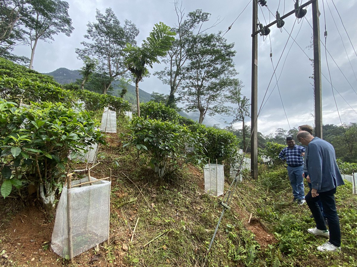 Had a visit to the agroforestry site of the Heyleys Plantation at Halgolla. Many other crops are now being integrated with tea to create an agricultural forest garden. This is in line with the #Dutch #climate policy and promoting #Sustainability across agricultural supply chains