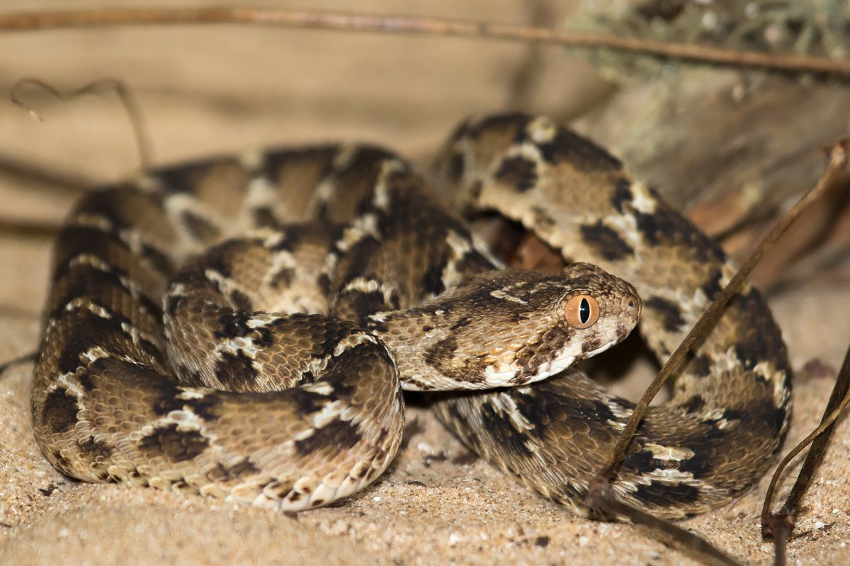 New drug combinations could protect snakebite victims from the devastating, life-changing injuries caused by toxic venom, promising new research published today by <a href="/CSRIatLSTM/">Centre for Snakebite Research & Interventions</a> at <a href="/LSTMnews/">LSTM</a> suggests.

Read more: lstm.ac/481h9QH