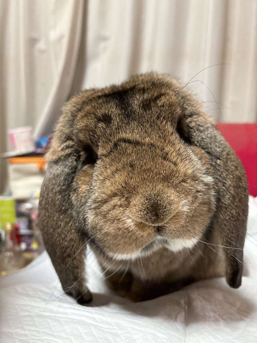 mercian47's tweet photo. ちょこまるさん、通院診察の結果はカサブタでした💦
一応、カビの培地検査もして貰っております🫠
無理やりとってもまたカサブタできちゃうので、当分放置の方向ということで😂

最近ちょっとお年頃（発情したり）ですが、甘えんぼちゃん凄くて可愛すぎて飼い主困ります😅

 #フレンチロップ  #うさぎ https://t.co/TtngzE9Y3m