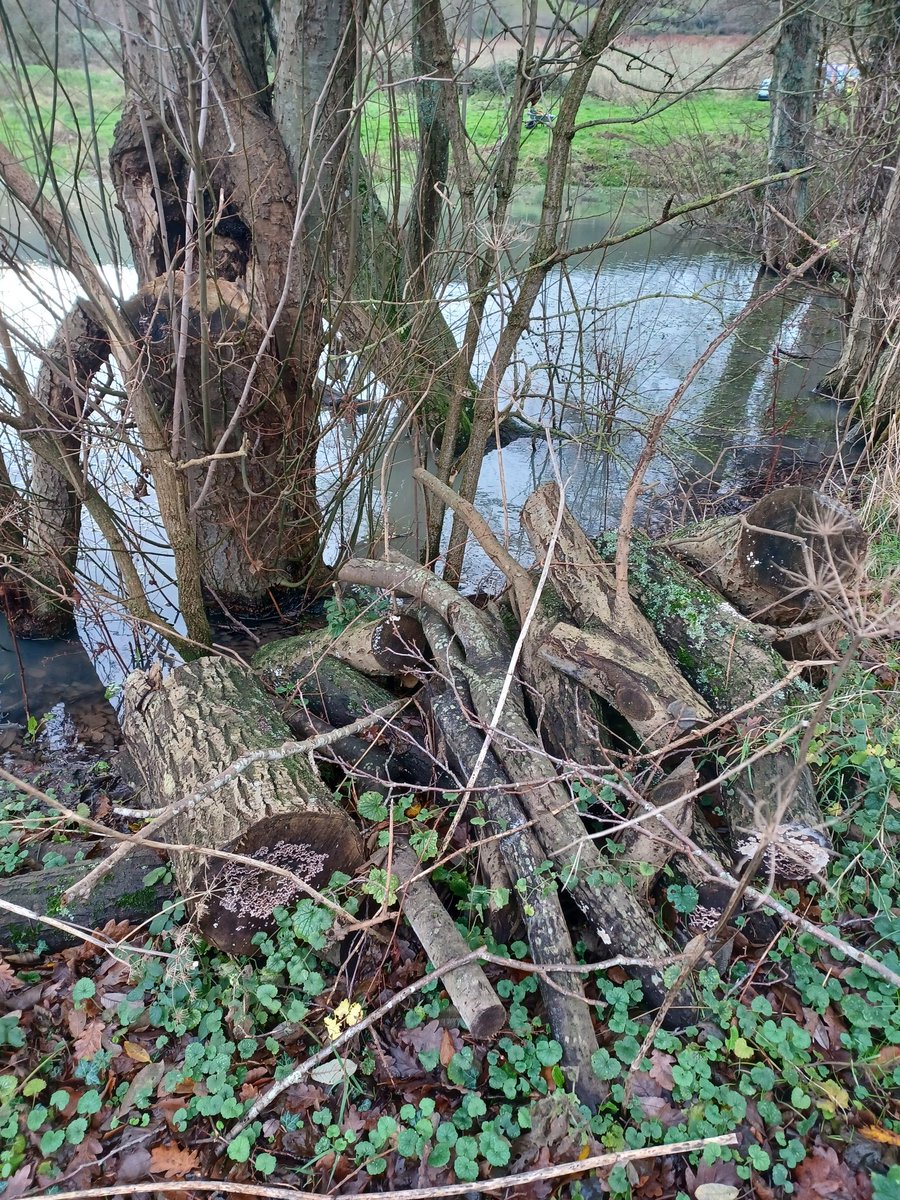 Wilder_Ouse's tweet photo. Another wonderful #volunteer day at Middleton Manor 🎉 
Thanks to a fabulous team, we #regenerated a #pond, created small log piles, finished off a hedge, installed a #deadhedge, planted pond loving plants, made #soil clearings and put in a bank top diverter 🌳
@SussexWildlife https://t.co/PdjO3Jb9oJ