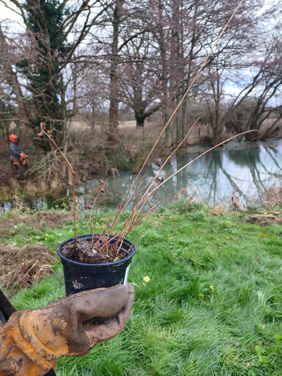 Wilder_Ouse's tweet photo. Another wonderful #volunteer day at Middleton Manor 🎉 
Thanks to a fabulous team, we #regenerated a #pond, created small log piles, finished off a hedge, installed a #deadhedge, planted pond loving plants, made #soil clearings and put in a bank top diverter 🌳
@SussexWildlife https://t.co/PdjO3Jb9oJ