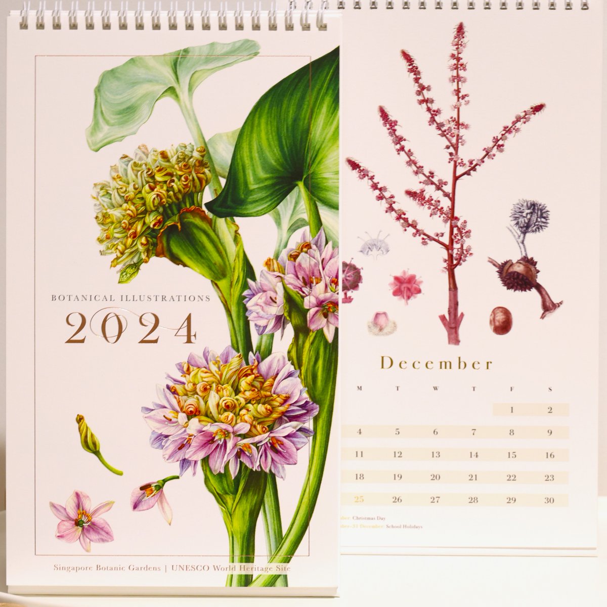シンガポール植物園の
2024年カレンダー買いました！

うしろ（右）は今使ってる今年のカレンダー
すてきな植物の絵柄で癒されます！
🥰🥰🥰
#botanicgarden