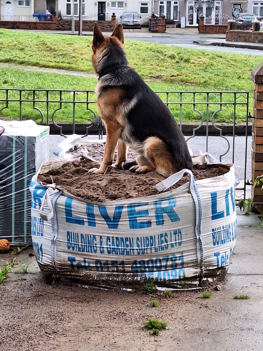 The person who delivered our new mops must have just lashed them over the garden gate and guess who has chewed them up? Our Seamus must have been on guard duty He is more a kitten than a guard dog really He's the friendliest dog on the planet, he just likes playing with mops 🤣