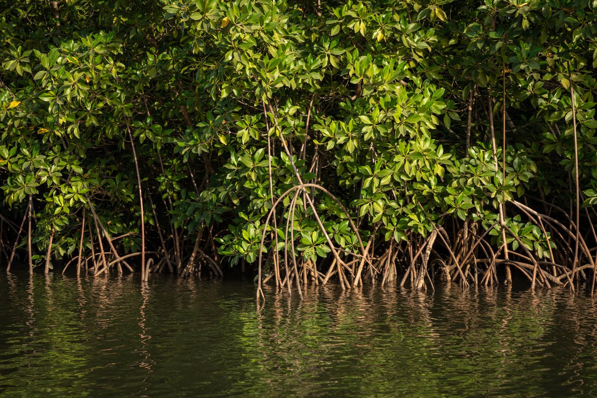 #WetlandsMatter! As the Secretary General of the #RamsarConvention, Advisory Board member Musonda Mumba is spearheading critical efforts to protect and restore #wetlands all over the world. Follow her for all the latest news on these critical ecosystems @MusondaMumba