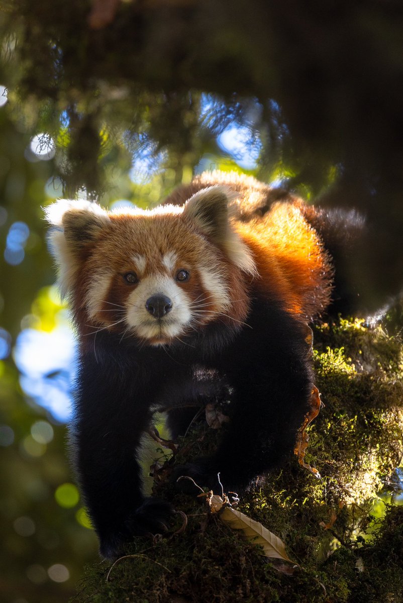 Swaroop Singha Roy tweet media