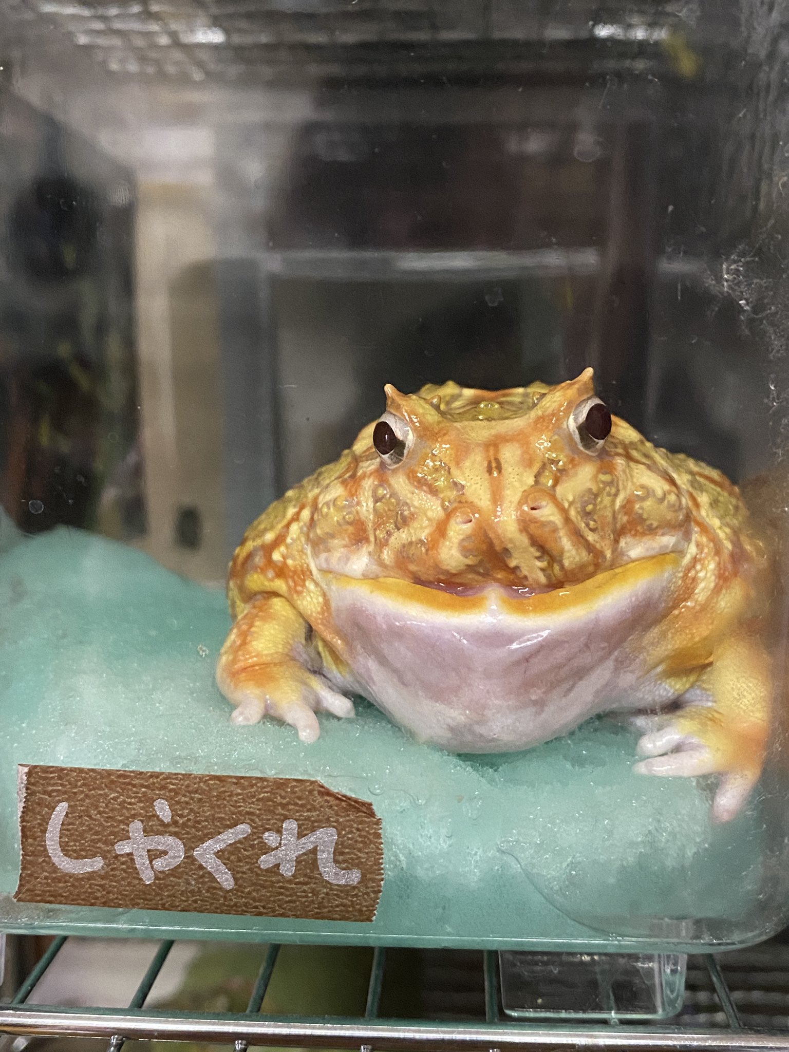 クランウェルツノガエル ミュータントB品 ブリスターノーズ クランウェルツノガエル ミュータント