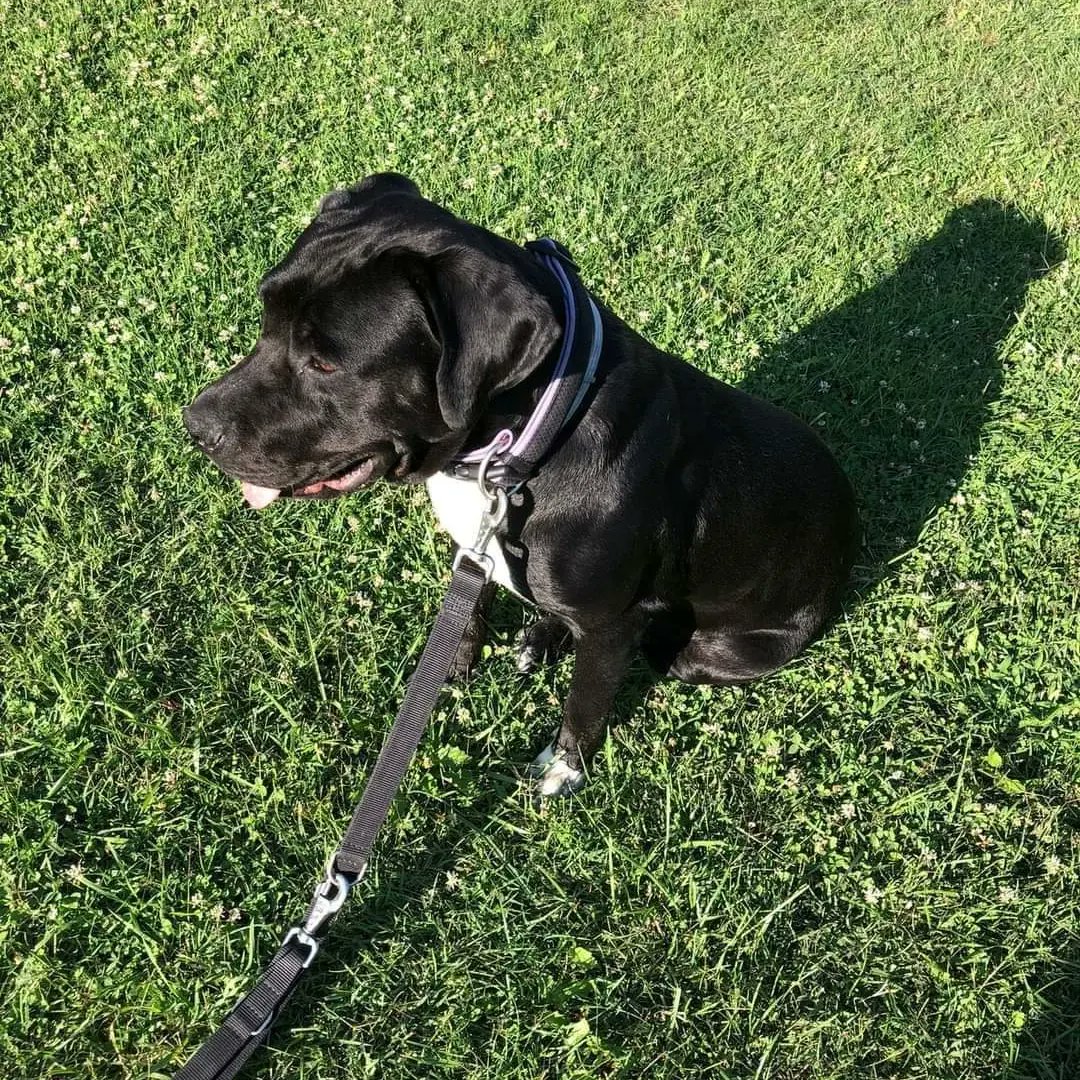 🍒🐾NERINA🍒🐾
Pronadjena je u Pancevu pre 5 meseci,prebijena, gladna, uplasena od nazovi naroda ✔️Stara je oko 1god, predivne naravi, pas koji je neprimetan 🐶Odlicno se slaze sa drugim kucama i macama, prosla je komplet veterinarski pregled, zdrav pas, savrseno odnegovana💚