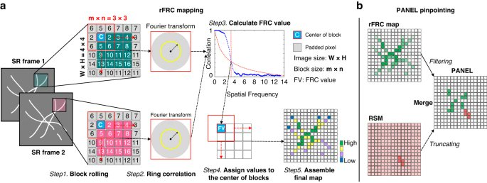 LightSciAppl's tweet image. #LSA_Highlight: [Research Article] Quantitatively mapping local quality of super-resolution microscopy by rolling Fourier ring correlation. @HIT_China @PKU1898 @NKU1919 @UCAS1978 @BAAIBeijing #Microscopy #Optical_physics #Super-resolution_microscopy
nature.com/articles/s4137…