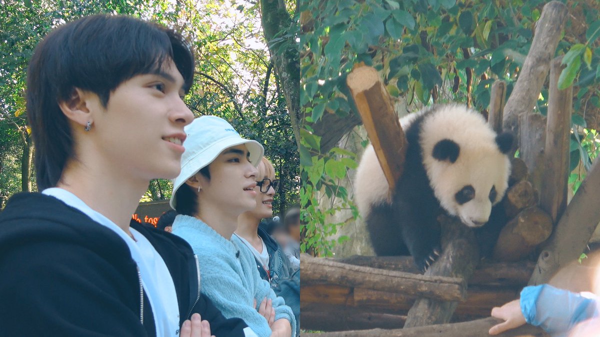 NCT_OFFICIAL_JP's tweet photo. 🔍🐼Is this “Schrödinger's Panda”?! | Looking for pandas in CHENGDU
https://t.co/5KMEfx6LKH
#LookingForPandas #寻找大熊猫
#Panda #熊猫 #Vlog
#WayV #威神V
#CHENGDU #成都 https://t.co/Ldd5OeXQ5q