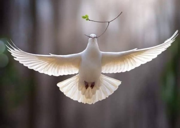 Che la pace sia su tutti coloro che soffrono.