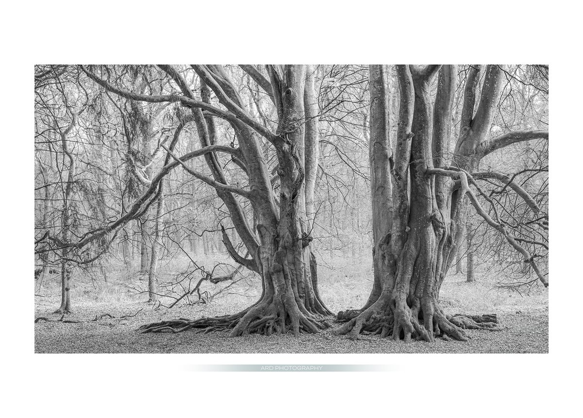 WITNESSES Apparently these two monumental blended beeches are known by watchers of Outlander as the witness trees. never having seen a single episode, I wouldn't know. Impressive specimens though 🌳🌳 ardphotography.com #Outlander