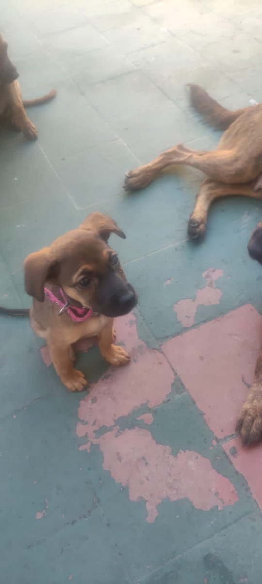 Anoche abandonaron en Mataderos a una mamá con dos cachorros, una hembra y un macho. Los estan reteniendo pero no sé por cuánto tiempo. Los llevamos a CABA y GBA
Buscamos tránsito o adopción para ellos por favor
 1559534565 Viviana
RT por favor.