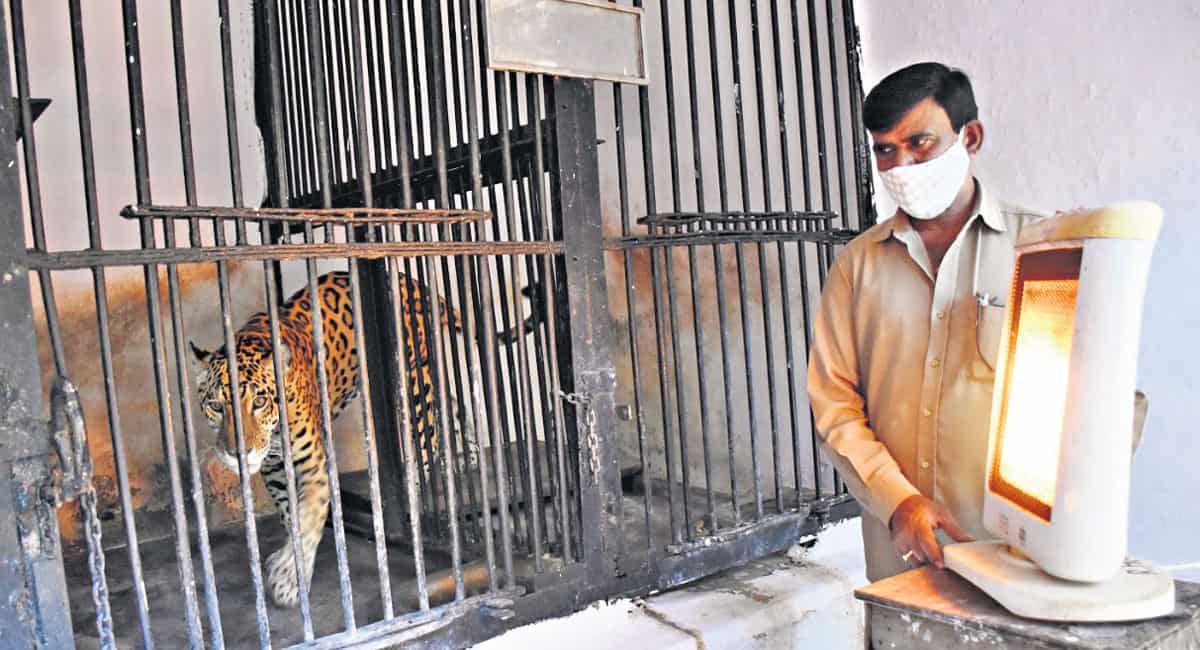 Measures in place to keep animals warm at Nehru Zoological Park.

#ZoologicalPark #animals #warm #NehruZoologicalPark #samacharam #latestnews #Hyderabad #Telanagana