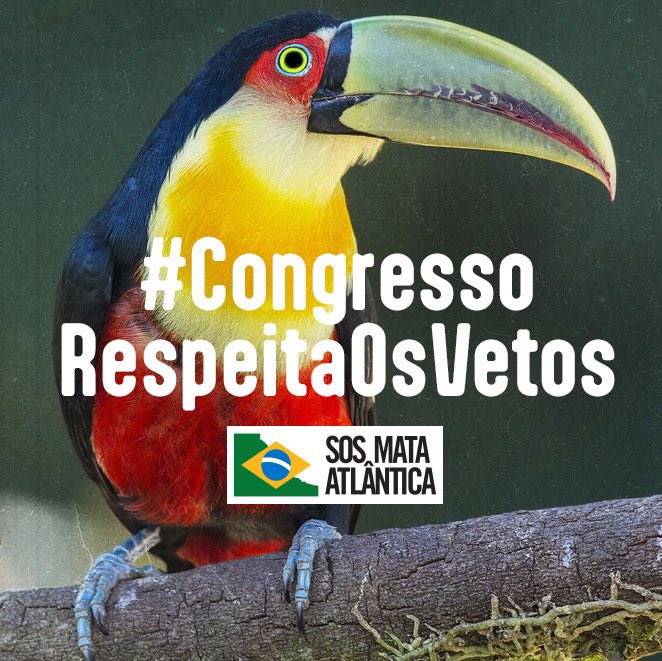 SOS Mata Atlântica