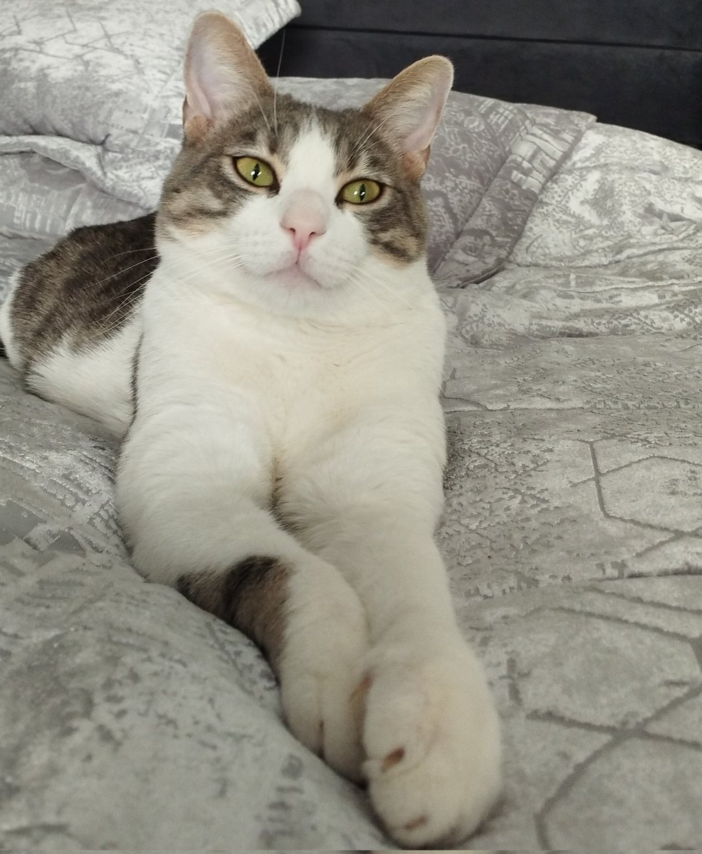 Fotiiyi bgnsne patisu