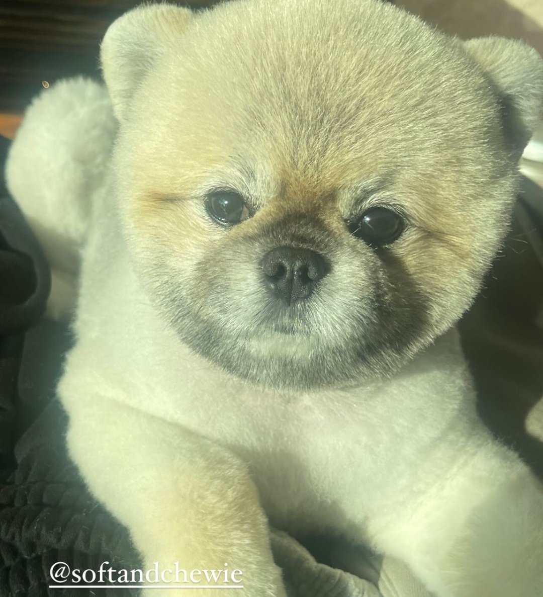 thatbjessie's tweet photo. Adding one big fluff ball of cuteness on your timeline so that you will survive the week. Hang in there, long holiday is on its way. 🖤 https://t.co/UmwThU13En