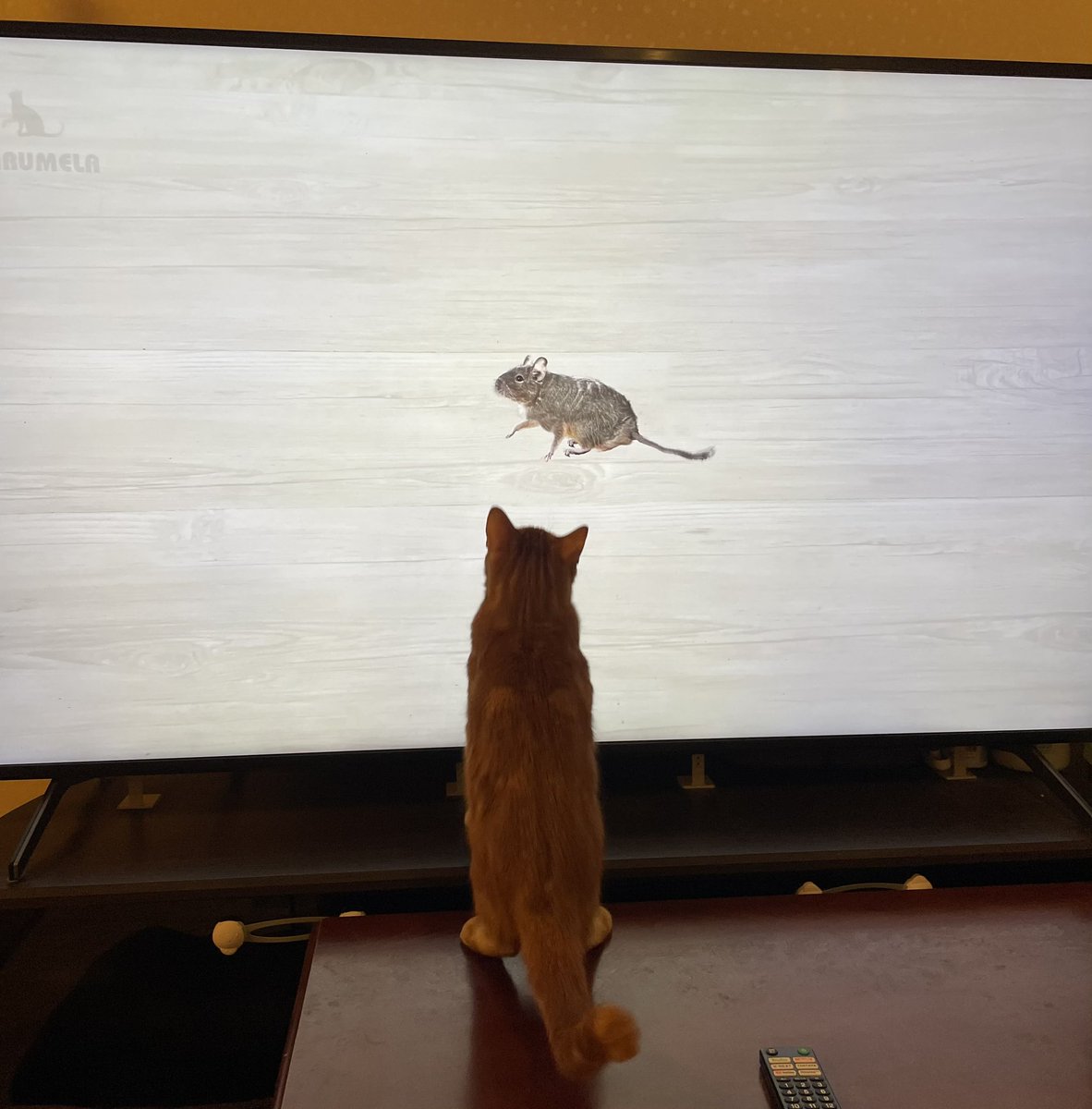 YouTubeの猫じゃらしテレビに映したら30分ずっと遊んでた(子猫のみ)画面に傷つかないか心配だけど…