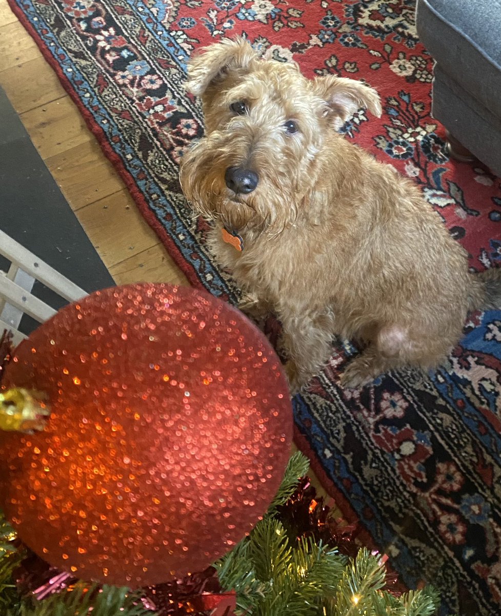 What? I’m just admiring that bauble Mum. No plans to be norty. Honest. You crack on with the housewerk 🎄