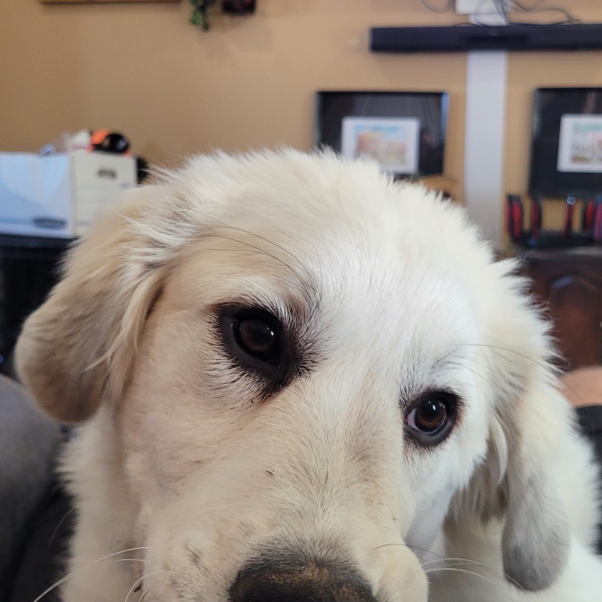 ETColCarter's tweet image. She thinks she is a lap dog :) 5 month old Great Pyrenees. #greatpyrenees #chickenrancher007