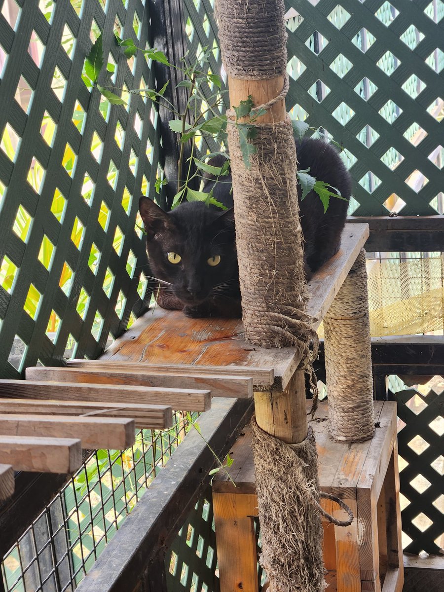 Generalno1's tweet image. Giant baby