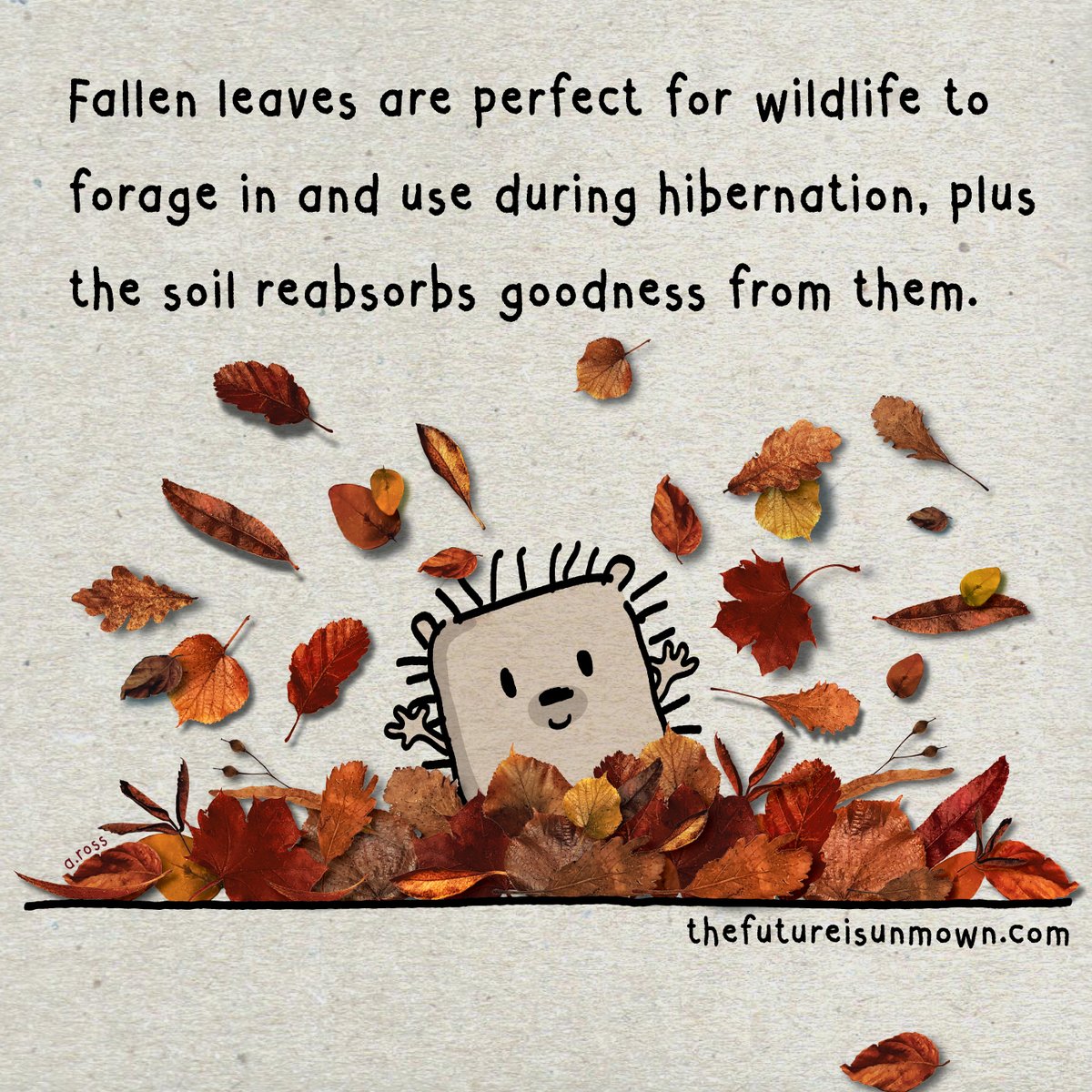Have a tip top day 🧡

#LeaveTheLeaves #leaves #WildCorner #wildlife #nature #Autumn #WildlifeGarden #hedgehogs #HedgehogNest #HelpingHedgehogs #hibernation #foraging #UKbirds #thefutureisunmown #NewDesign #new