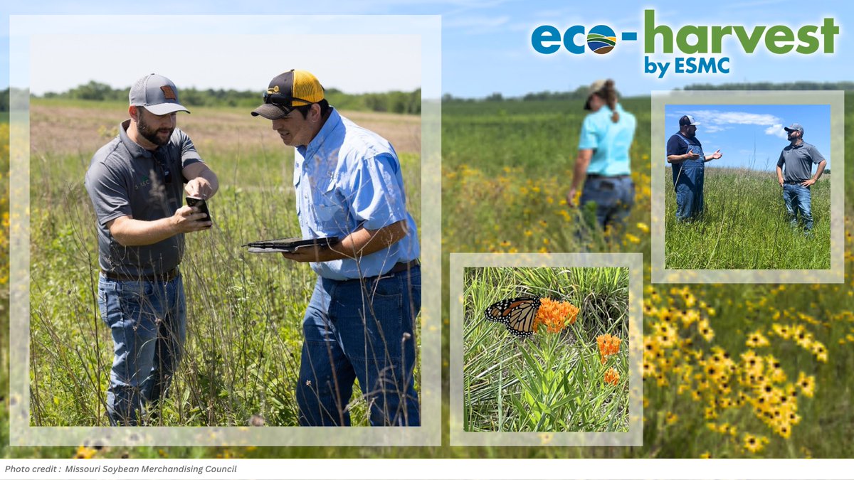 Ecosystem Services Market Consortium (@marketecosystem) on Twitter photo With 2 years of results from a #biodiversity project in MO, ESMC and partners <a href="/MDC_online/">MO Conservation</a>, <a href="/MissouriCorn/">Missouri Corn</a>, <a href="/missourisoybean/">Missouri Soybeans</a>, <a href="/MFA_Inc/">MFA Incorporated</a>, & <a href="/MissouriQF/">Quail Forever & Pheasants Forever in Missouri</a> share learnings to inform developing additional biodiversity project, outcome, & market successes for ag. ecosystemservicesmarket.org/missouri-biodi⦠With 2 years of results from a #biodiversity project in MO, ESMC and partners <a href="/MDC_online/">MO Conservation</a>, <a href="/MissouriCorn/">Missouri Corn</a>, <a href="/missourisoybean/">Missouri Soybeans</a>, <a href="/MFA_Inc/">MFA Incorporated</a>, & <a href="/MissouriQF/">Quail Forever & Pheasants Forever in Missouri</a> share learnings to inform developing additional biodiversity project, outcome, & market successes for ag. ecosystemservicesmarket.org/missouri-biodiā¦