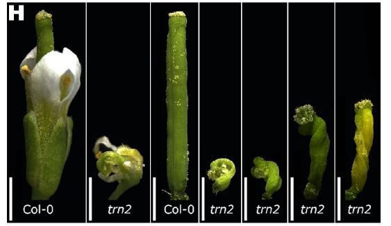PlantPhys's tweet photo. A high-resolution gene expression map of the medial and lateral domains of the gynoecium of Arabidopsis (Valentín Luna-García, Judith Jazmin Bernal Gallardo, Martin Rethoret-Pasty, https://t.co/OazQElhKRi.) https://t.co/Akj1KZiBMy @defolter_lab @TinnLuna @ASPB #PlantSci https://t.co/A4vWioksTm