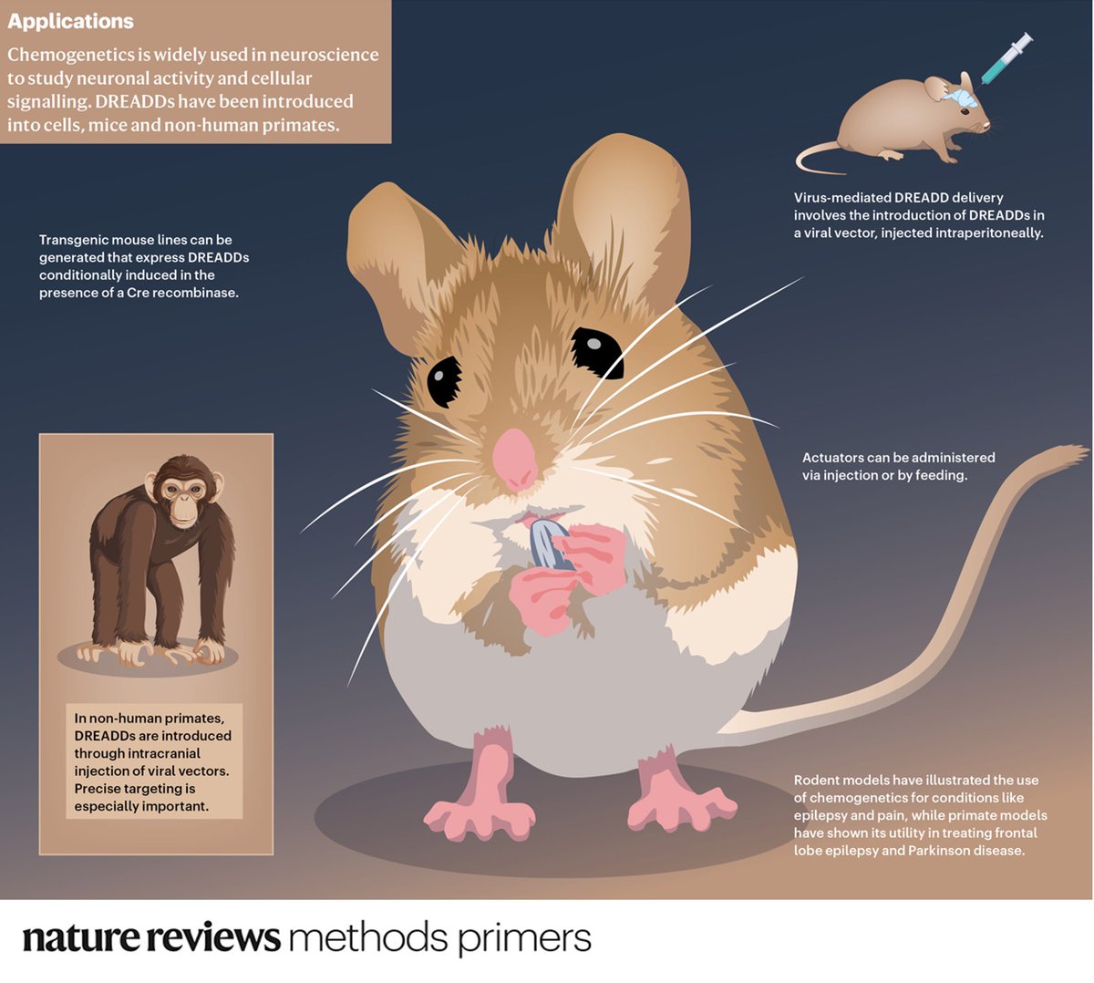 This weeks PrimeView highlights the utility of designer receptors exclusively activated by designer drugs (DREADDs) in neuroscience to study neuronal activity and signalling in cells, rodents and non-human primates.

Free to donwload for a week!
go.nature.com/3GKClP4