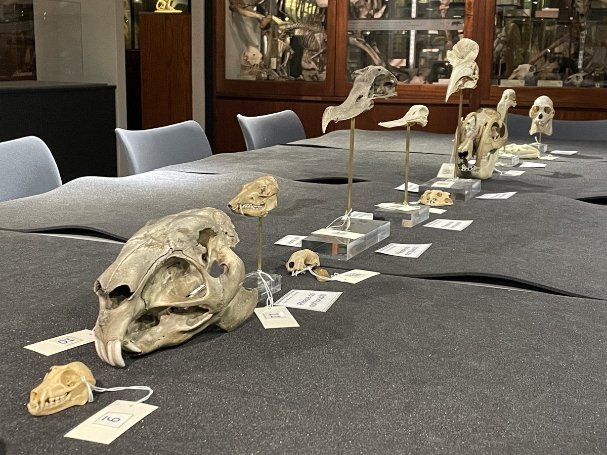 All set up for the last #ObjectBasedTeaching practical of the term tomorrow. Although we have been closed to the public for redevelopment work, we have held 79 practicals for 1500 @ucl students this term!