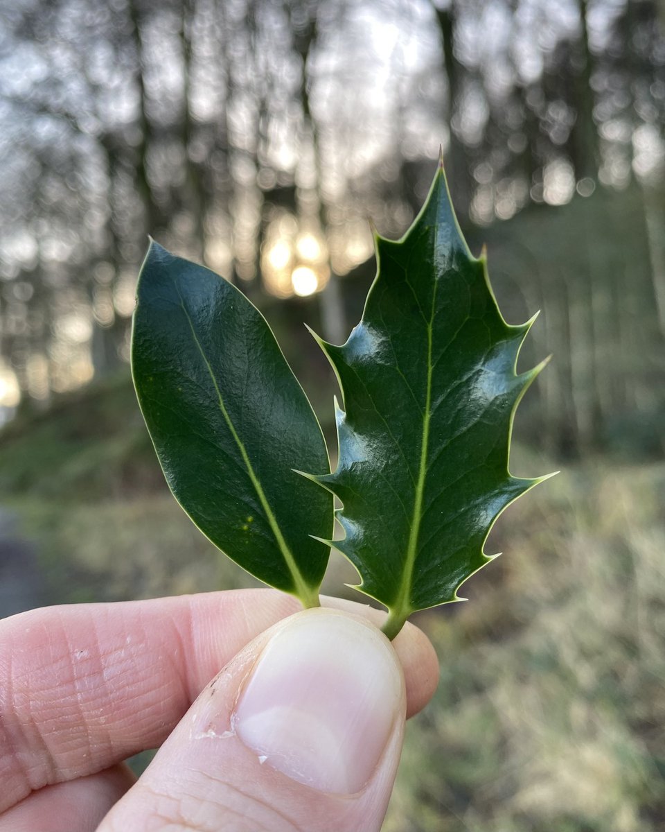 If Holly (Ilex aquifolium) finds its leaves are being nibbled by deer, it switches genes on to make them spiky when they regrow. So on taller Holly trees, the upper leaves (which are out of reach) have smooth edges, while the lower leaves are prickly 🤙