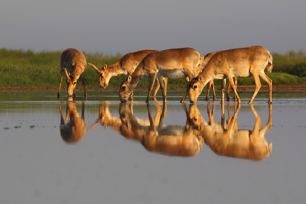 With the remarkable news that the status of saiga antelopes has improved from Critically Endangered to Near Threatened on the IUCN Red List of Threatened Species™, journey with PTES Grants manager Nida as she recounts her visit to Uzbekistan 👉 ptes.org/journeying-to-…