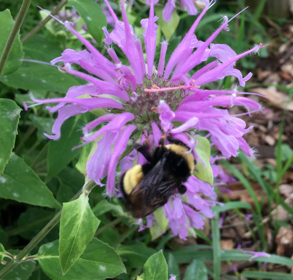 2nd ad posted! I am SUPER excited to share this *new* @VTEcostudies #CommunityScience Postdoc Fellowship! It is a 1-2 year funded, open-topic postdoc opportunity to work with VCE scientists on large, community-sourced datasets. See the ad here! vtecostudies.org/wp-content/upl…