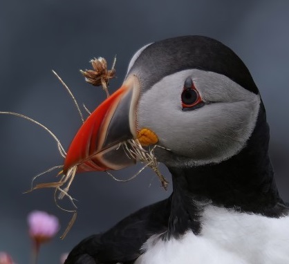 Chairperson vacancy - NBN Trust Do you have the skills, experience and desire to help a UK-wide environmental charity that’s leveraging data to tackle the nature emergency? Applications close: 9am, 15 January 2024. More: ow.ly/rB9r50QiJIv Photo credit: Nik Borrow