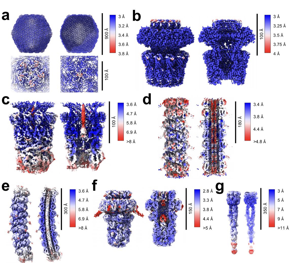 Our latest paper is finally out about the structure of an entire T5-like #bacteriophage with flexible tail, by single particle #cryoEM , comprising 22 maps, models and tomograms, in two states. Great collab with colleagues at LMSU!

nature.com/articles/s4146…